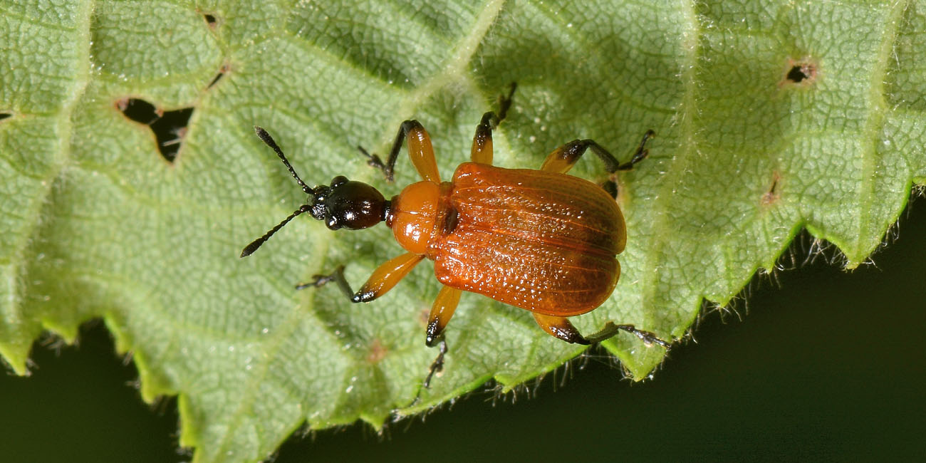 Attelabidae:  Apoderus coryli